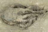 Fossil Crinoid (Barycrinus) - Warsaw Formation, Illinois #188710-2